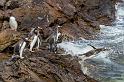 025 Falklandeilanden, Steeple Jason, ezelspinguins
